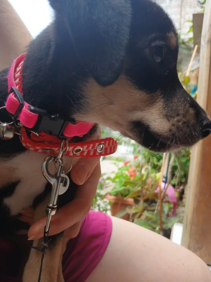 Cachorro ra a SRD-ViraLata idade 7 a 11 meses nome Lala