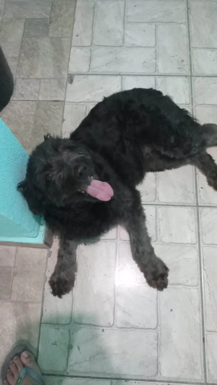 Cachorro ra a SRD-ViraLata idade 4 anos nome July