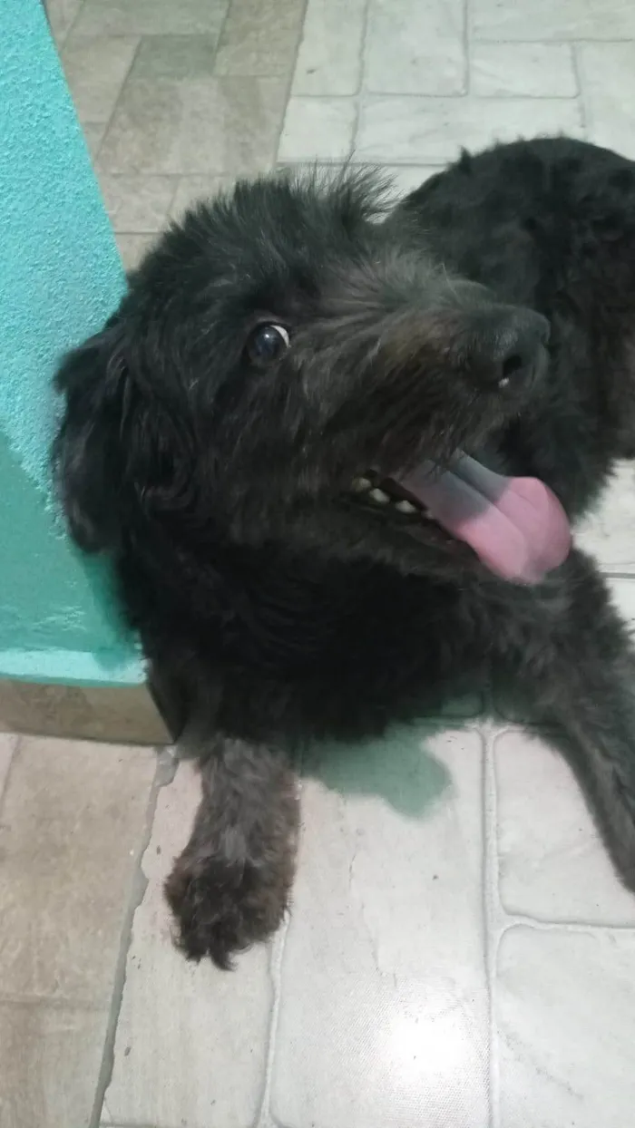 Cachorro ra a SRD-ViraLata idade 4 anos nome July