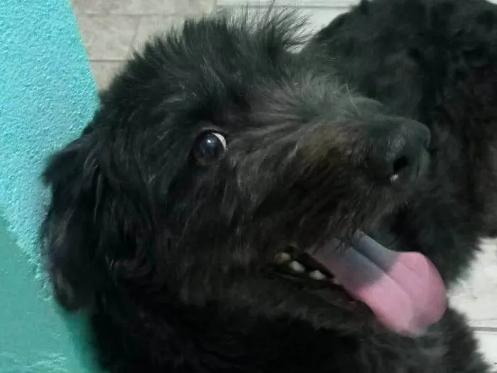 Cachorro ra a SRD-ViraLata idade 4 anos nome July
