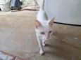 Mingau