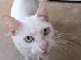 Mingau
