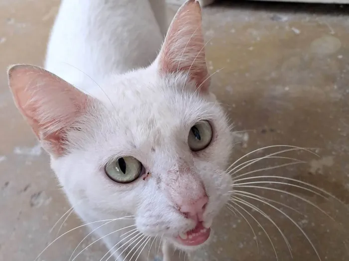 Gato ra a SRD-ViraLata idade 7 a 11 meses nome Mingau