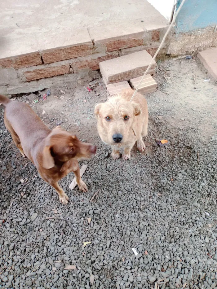 Cachorro ra a SRD-ViraLata idade 2 anos nome Fafá 