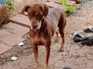 Cachorro raça SRD-ViraLata idade 2 anos nome Fafá 
