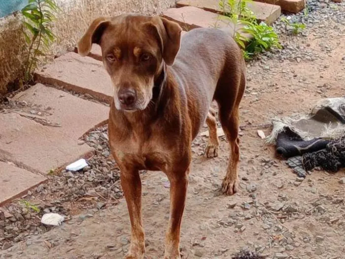 Cachorro ra a SRD-ViraLata idade 2 anos nome Fafá 