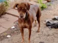 Fafá