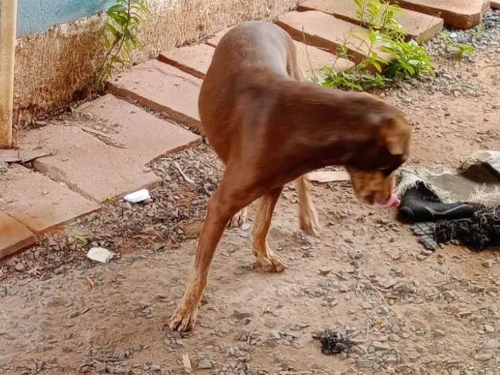 Cachorro ra a SRD-ViraLata idade 2 anos nome Fafá 