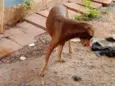 Fafá