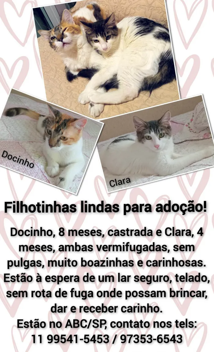 Gato ra a SRD-ViraLata idade 2 a 6 meses nome Docinho e Clara