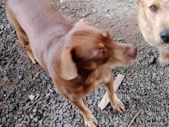Cachorro ra a SRD-ViraLata idade 2 anos nome Fafá 