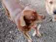 Fafá