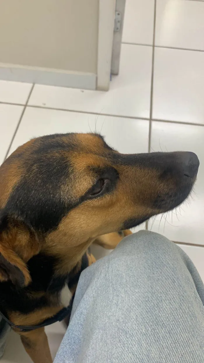 Cachorro ra a SRD-ViraLata idade 2 anos nome Café