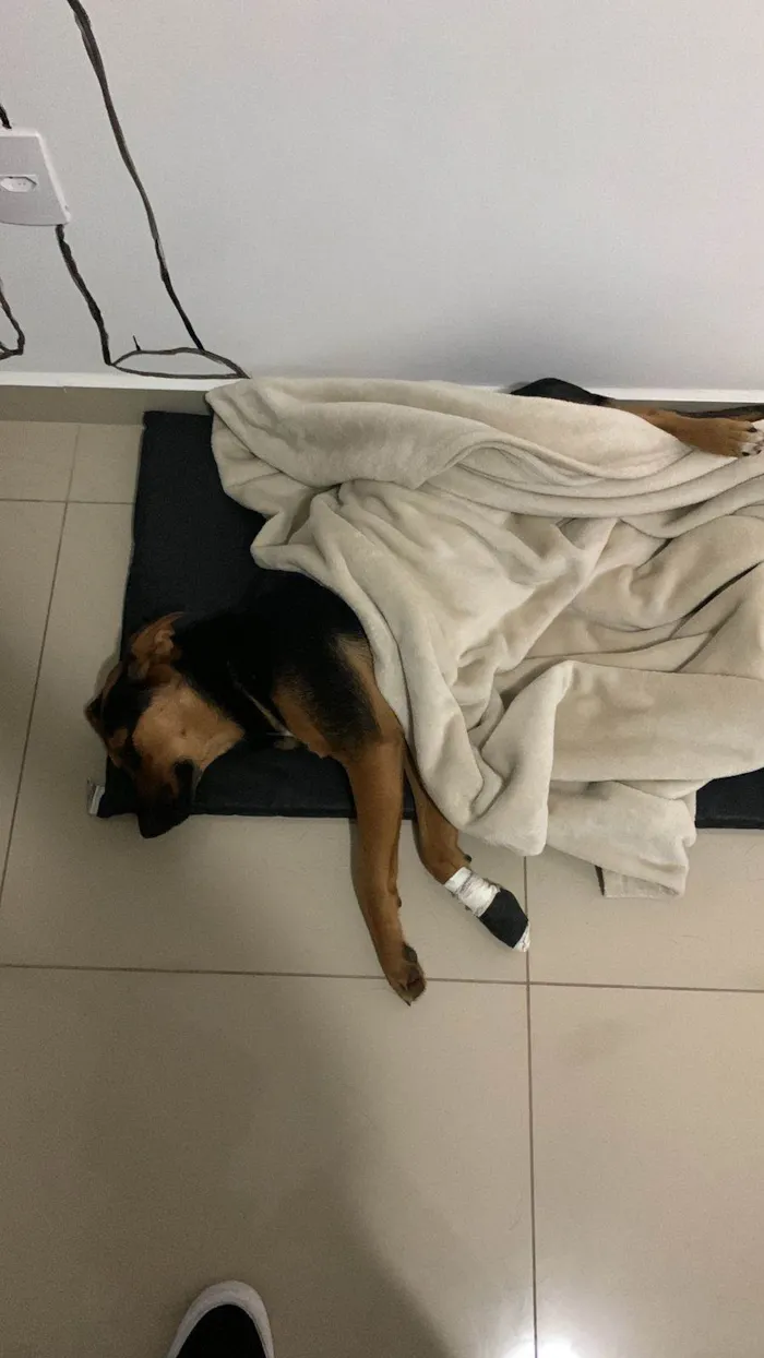 Cachorro ra a SRD-ViraLata idade 2 anos nome Café