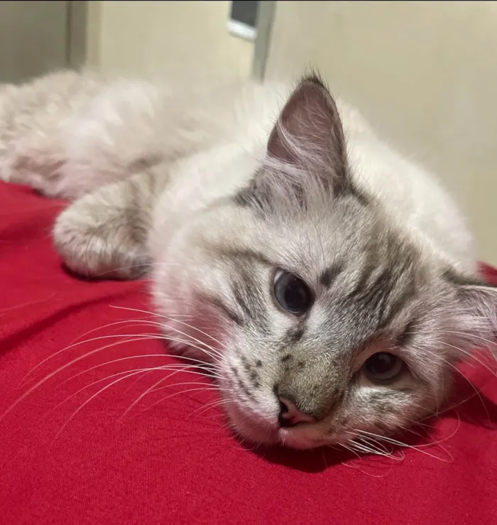 Gato ra a SRD-ViraLata idade 7 a 11 meses nome Chaninho