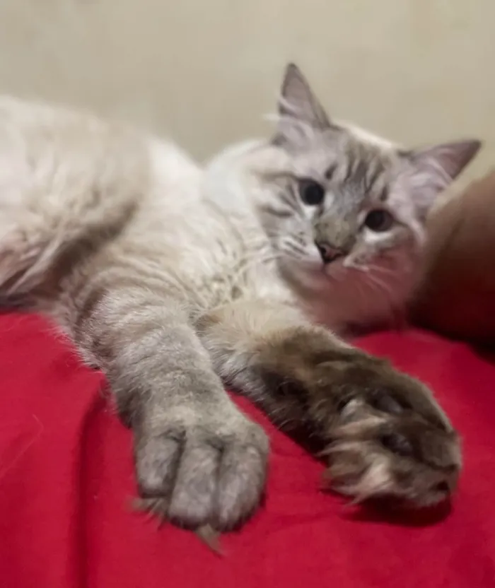 Gato ra a SRD-ViraLata idade 7 a 11 meses nome Chaninho