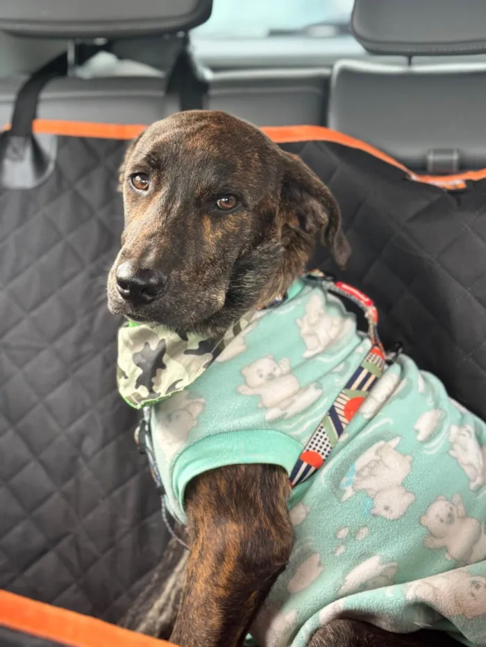 Cachorro ra a SRD-ViraLata idade 7 a 11 meses nome Hugo