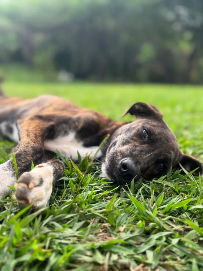 Cachorro ra a SRD-ViraLata idade 7 a 11 meses nome Hugo