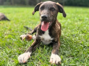 Cachorro raça SRD-ViraLata idade 7 a 11 meses nome Hugo