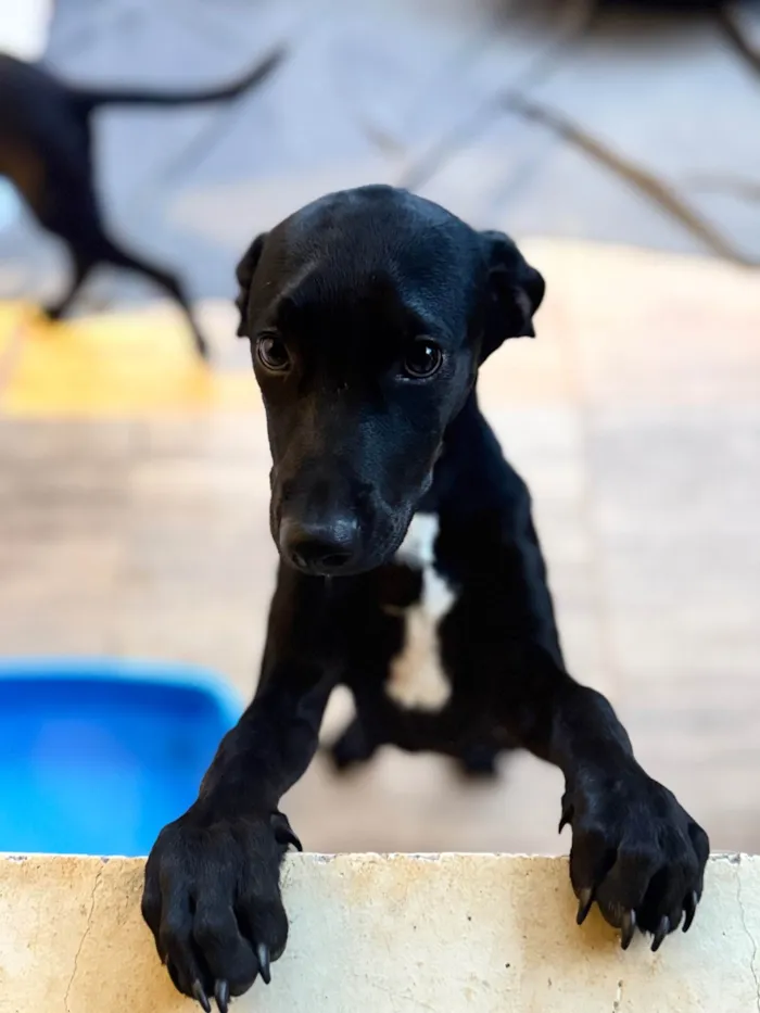 Cachorro ra a SRD-ViraLata idade 7 a 11 meses nome Helena