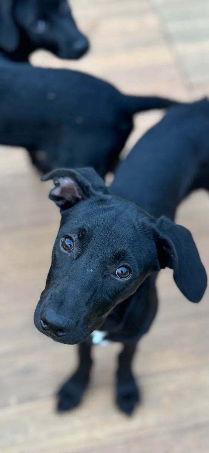 Cachorro ra a SRD-ViraLata idade 7 a 11 meses nome Helena