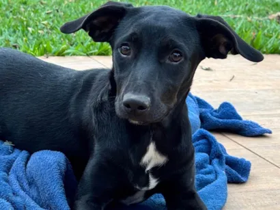 Cachorro raça SRD-ViraLata idade 7 a 11 meses nome Helena