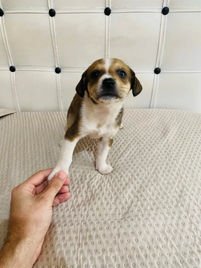 Cachorro ra a Pit-Bull idade 2 a 6 meses nome Sem nome 