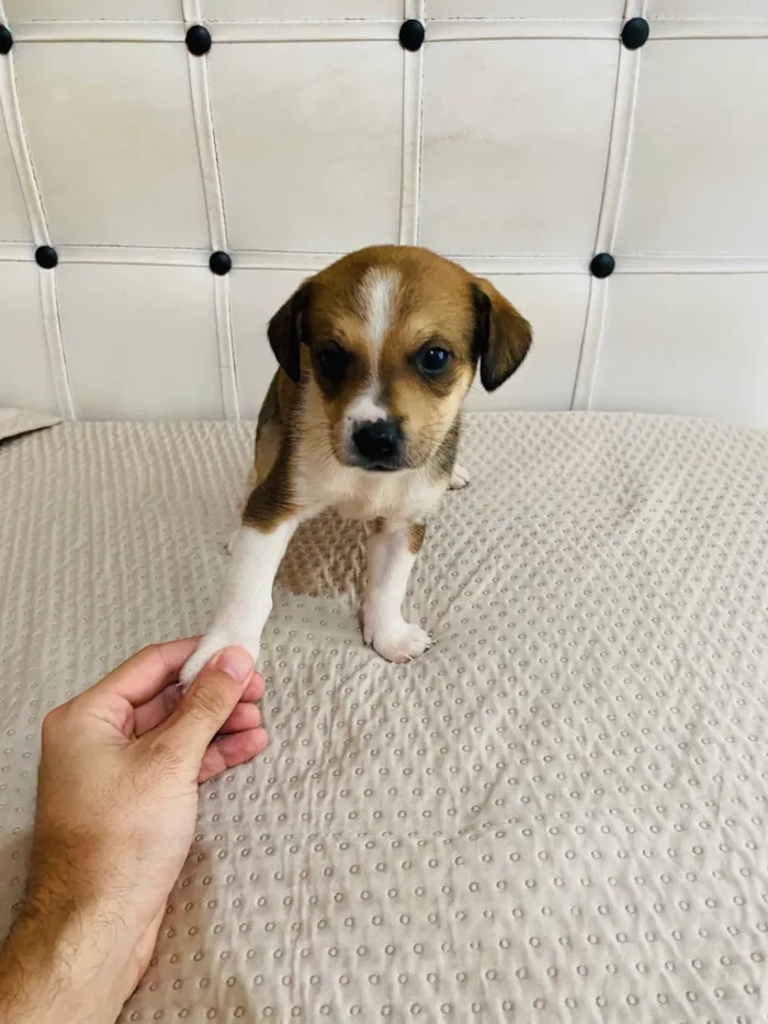 Cachorro ra a Pit-Bull idade 2 a 6 meses nome Sem nome 