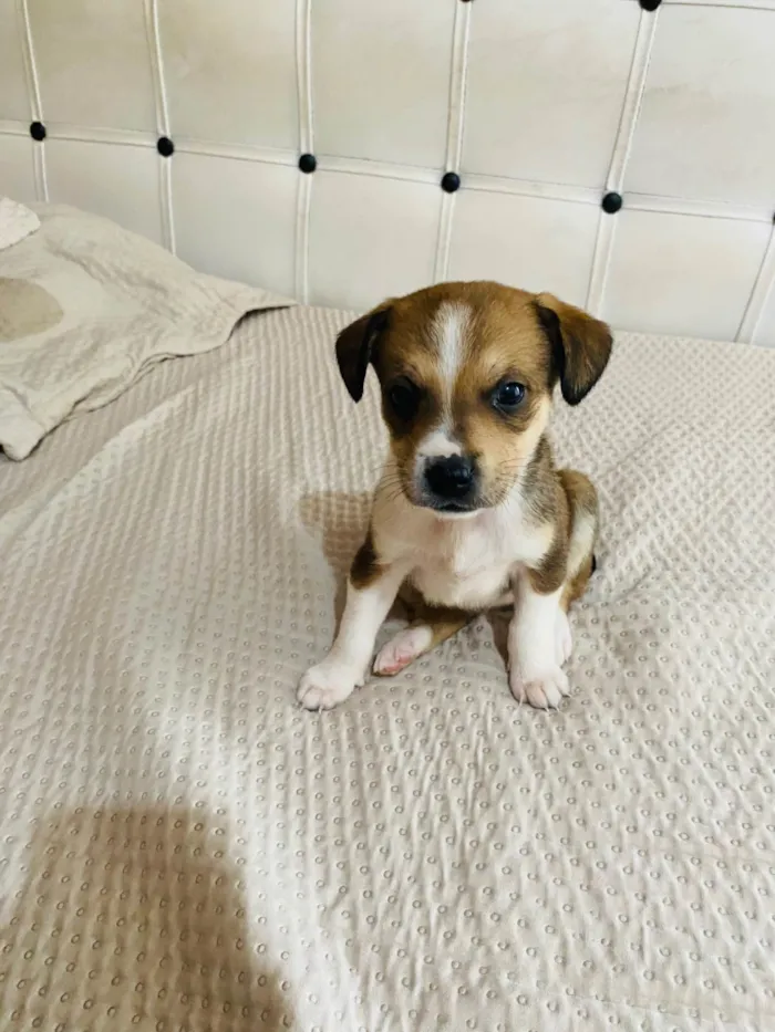 Cachorro ra a Pit-Bull idade 2 a 6 meses nome Sem nome 