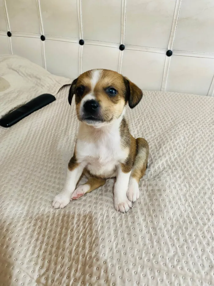 Cachorro ra a Pit-Bull idade 2 a 6 meses nome Sem nome 