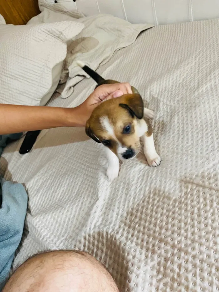Cachorro ra a Pit-Bull idade 2 a 6 meses nome Sem nome 