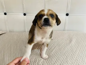Cachorro raça Pit-Bull idade 2 a 6 meses nome Sem nome 