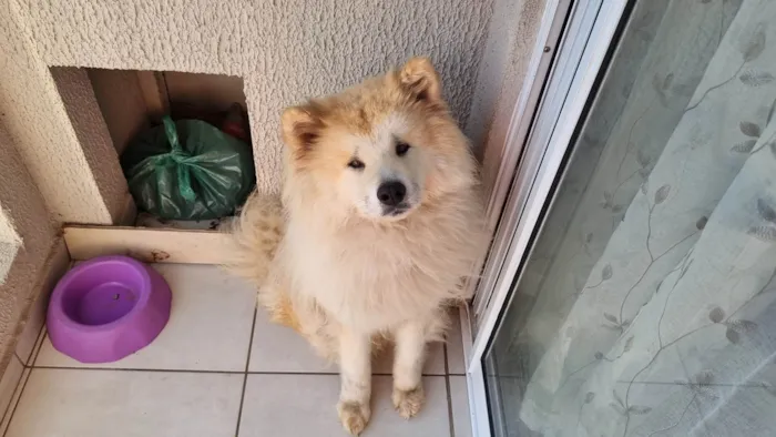 Cachorro ra a Chow Chow idade 1 ano nome Akita inu nega 