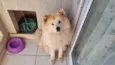 Akita inu nega