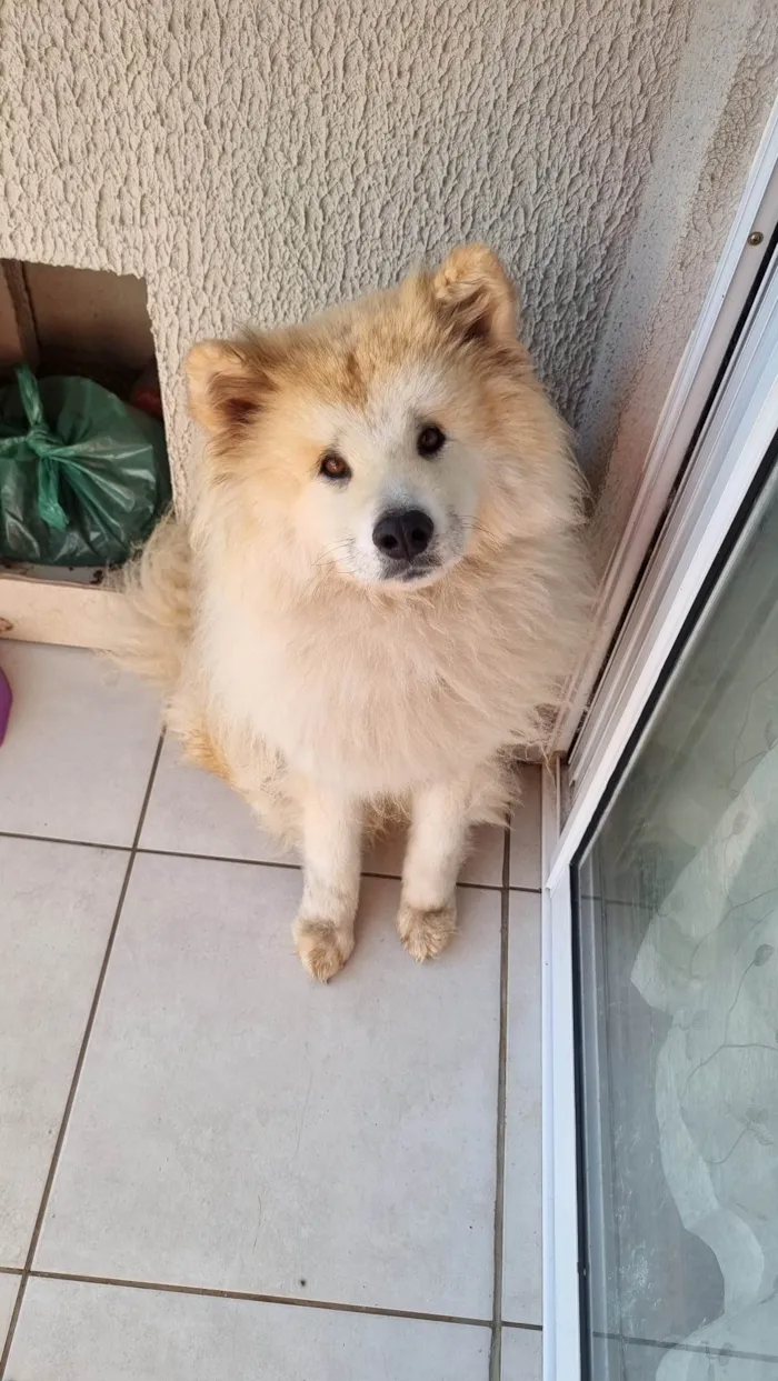 Cachorro ra a Chow Chow idade 1 ano nome Akita inu nega 