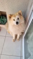 Akita inu nega