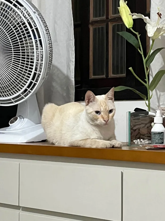 Gato ra a Siamês idade 1 ano nome Louis