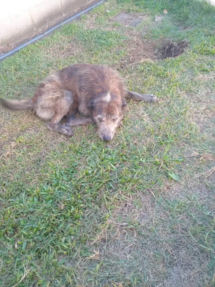 Cachorro ra a SRD-ViraLata idade 6 ou mais anos nome FIAPO