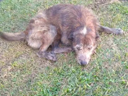 Cachorro raça SRD-ViraLata idade 6 ou mais anos nome FIAPO