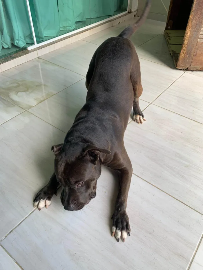 Cachorro ra a Pit-Bull idade 4 anos nome Samurai