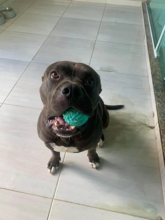 Cachorro ra a Pit-Bull idade 4 anos nome Samurai