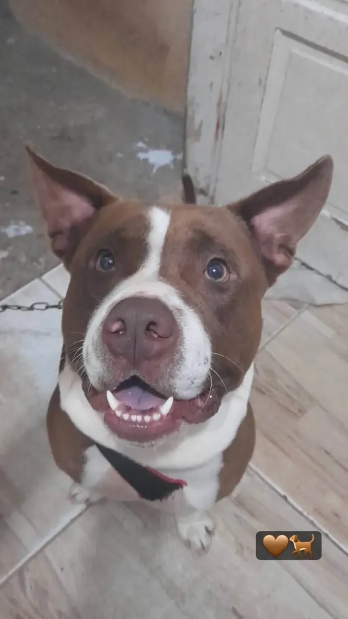 Cachorro ra a Pit-Bull idade 5 anos nome Maike 