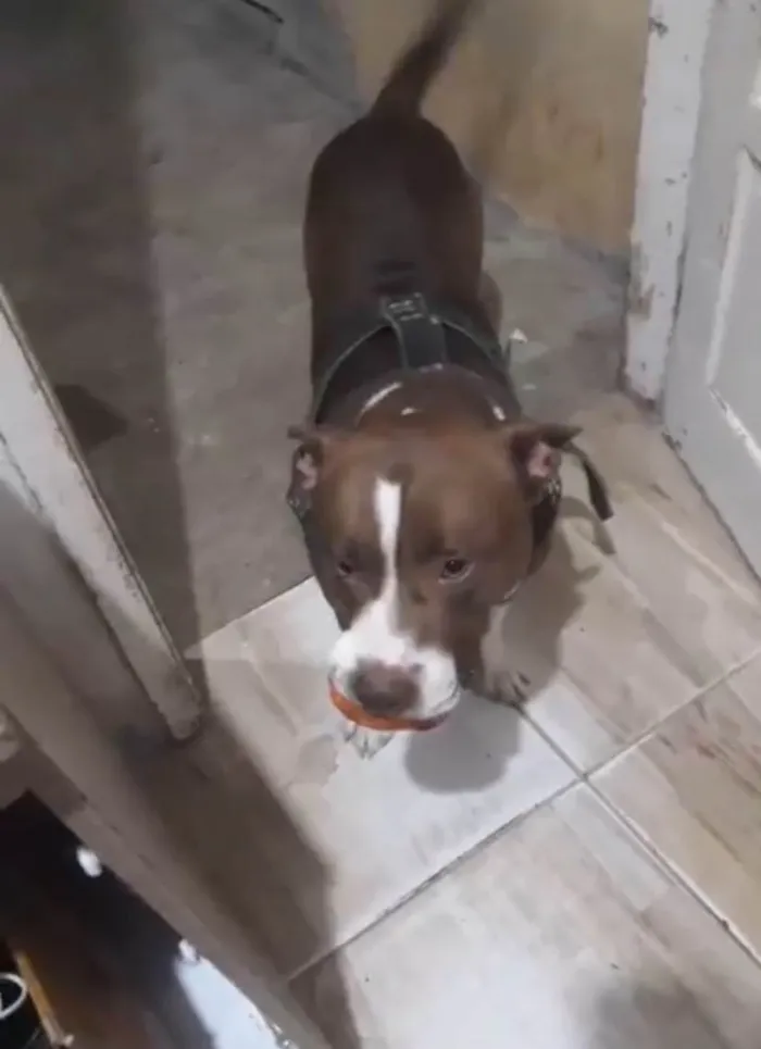 Cachorro ra a Pit-Bull idade 5 anos nome Maike 