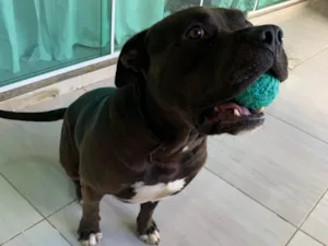 Cachorro raça Pit-Bull idade 4 anos nome Samurai