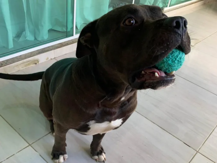 Cachorro ra a Pit-Bull idade 4 anos nome Samurai
