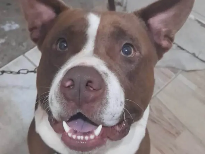 Cachorro ra a Pit-Bull idade 5 anos nome Maike 