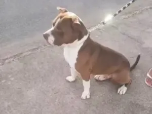 Cachorro raça Pit-Bull idade 5 anos nome Maike 