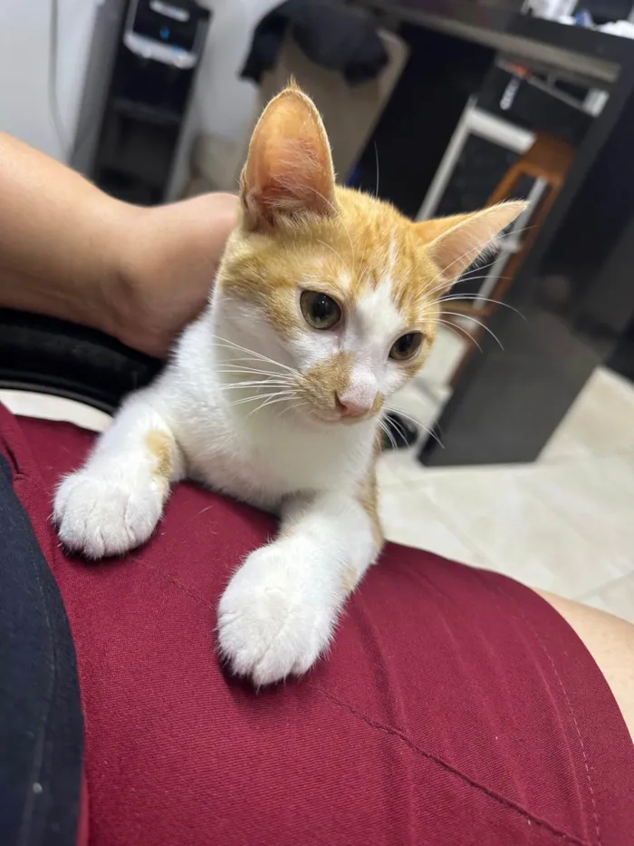Gato ra a SRD-ViraLata idade 7 a 11 meses nome Malbec Gold