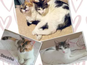 Gato raça SRD-ViraLata idade 2 a 6 meses nome Docinho e Clara