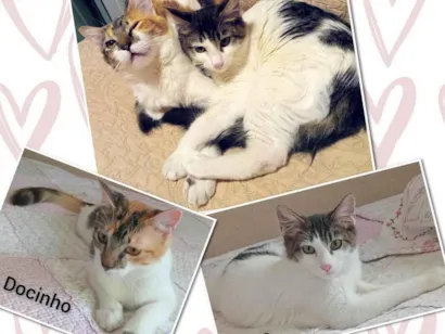 Gato raça SRD-ViraLata idade 2 a 6 meses nome Docinho e Clara
